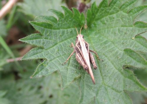 Réf. 179 659 : Tetrix subulata